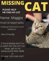 Lost Female Cat last seen Thornydale and tangerine, Tucson, AZ 85742