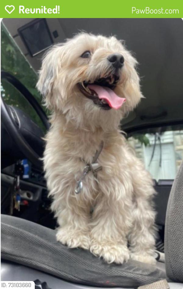 Reunited Male Dog last seen By royal farms in west patasco, Baltimore, MD 21230