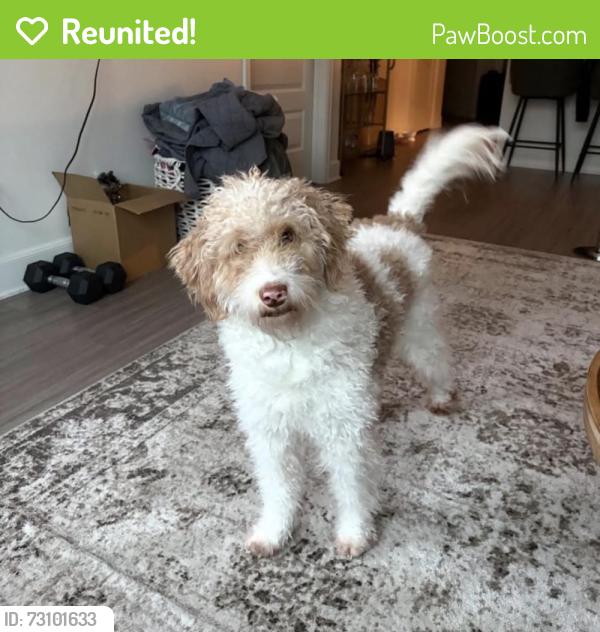 Reunited Female Dog last seen Near Palmetto Ave, Athens, TX 75751, USA, Athens, TX 75751