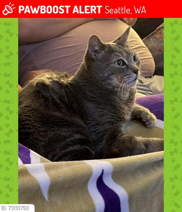 Lost Male Cat last seen 105th and 13th, Seattle, WA 98177