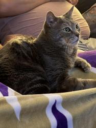 Lost Male Cat last seen 105th and 13th, Seattle, WA 98177