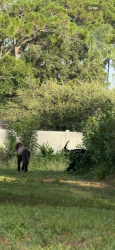 Reunited Unknown Dog last seen Palisades Dr and Eldron, Palm Bay, FL 32909