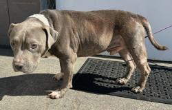 Found/Stray Male Dog last seen Carson St and Crenshaw Blvd, Torrance, CA 90501