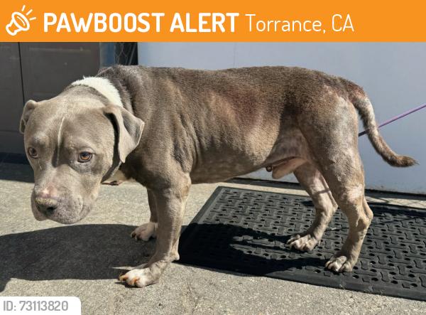Found/Stray Male Dog last seen Carson St and Crenshaw Blvd, Torrance, CA 90501