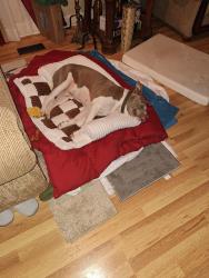Lost Male Dog last seen saint mary road, steammill rd, Columbus, GA 31907