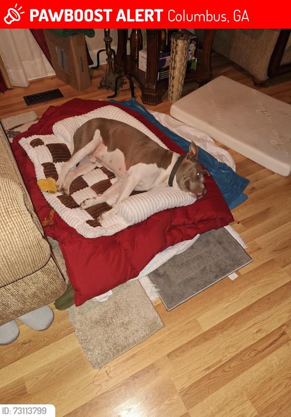 Lost Male Dog last seen saint mary road, steammill rd, Columbus, GA 31907