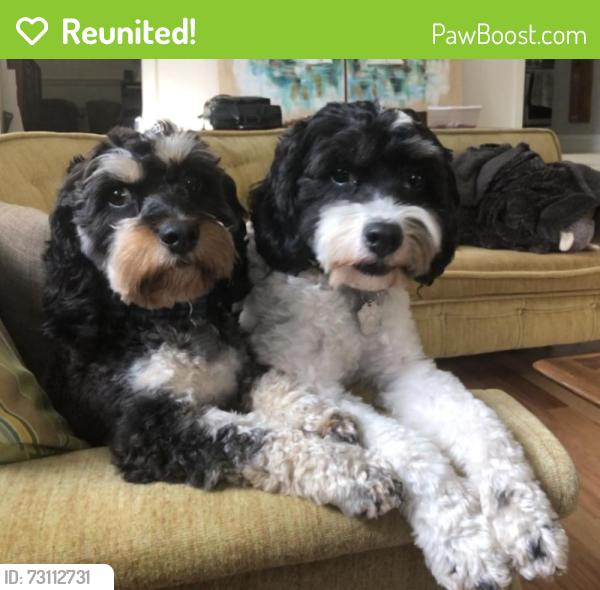Reunited Male Dog last seen South Hills, Knoxville, TN 37920