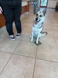 Found/Stray Female Dog last seen By yorba linda high school, Yorba Linda, CA 92886