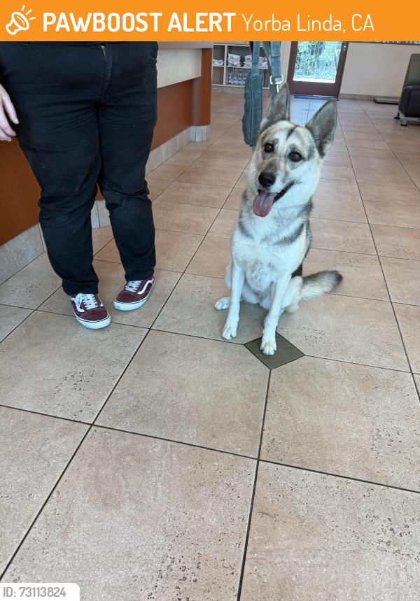 Found/Stray Female Dog last seen By yorba linda high school, Yorba Linda, CA 92886