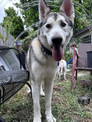 Reunited Male Dog last seen Last seen behind the church on Roberts lane , Palm Beach County, FL 33461