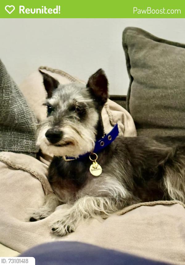Reunited Female Dog last seen Crawford Ave, Miami, FL 33133