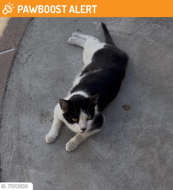 Found/Stray Unknown Cat last seen In my yard then disappeared, Avocado Heights, CA 91746