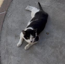 Found/Stray Unknown Cat last seen In my yard then disappeared, Avocado Heights, CA 91746