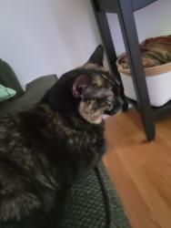 Reunited Female Cat last seen Gristmill Rd and 111A, Fremont, NH 03044