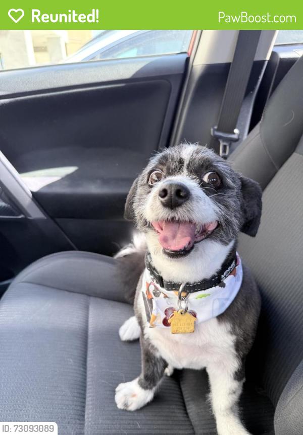 Reunited Female Dog last seen Jewett ave, Pittsburg, CA 94565