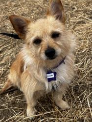 Lost Female Dog last seen Ironwood, Oakland, Oakland, CA 94605