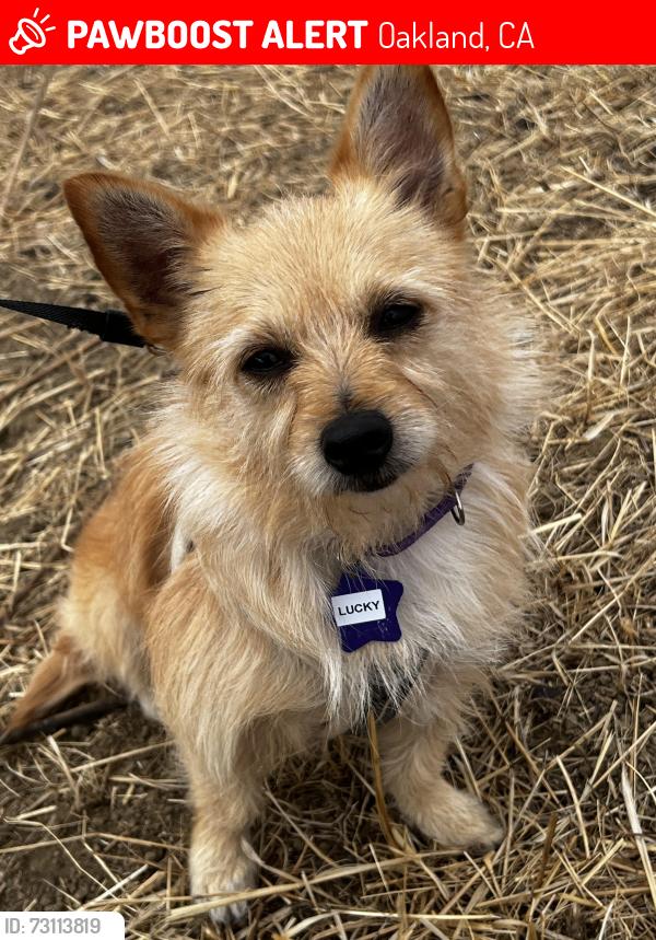 Lost Female Dog last seen Ironwood, Oakland, Oakland, CA 94605