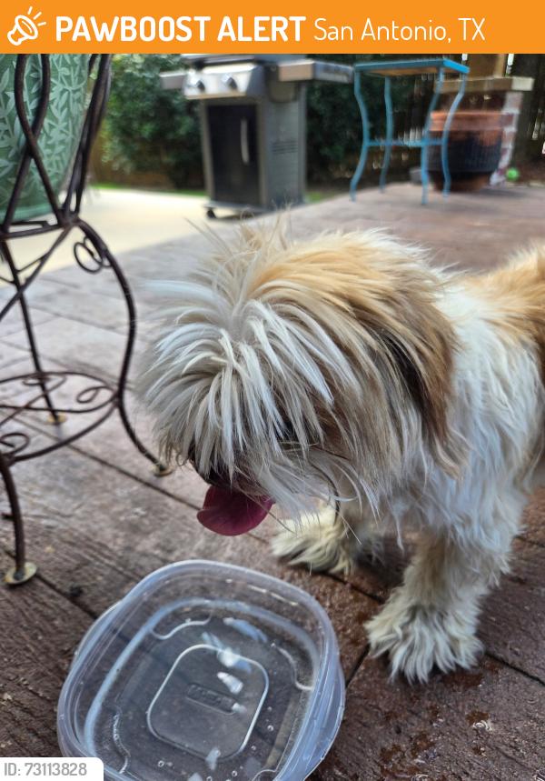Found/Stray Male Dog last seen Calaveras way, San Antonio, TX 78253