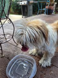 Found/Stray Male Dog last seen Calaveras way, San Antonio, TX 78253
