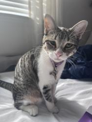 Reunited Female Cat last seen Near 20 Mile Road, Kent City, MI 49330