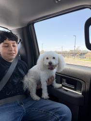 Reunited Male Dog last seen Near carnation ave Haltom city tx 76111, Haltom City, TX 76111