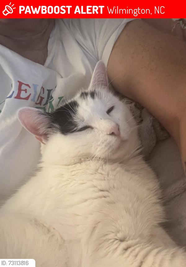 Lost Female Cat last seen Woodhall and Brittney lakes dr, Wilmington, NC 28411