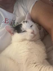 Lost Female Cat last seen Woodhall and Brittney lakes dr, Wilmington, NC 28411