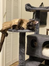 Reunited Male Cat last seen W Craig / Zarzamora, San Antonio, TX 78201