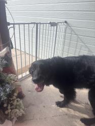 Reunited Unknown Dog last seen Red Brooke, Preminger Dr, Colorado Springs, CO 80911
