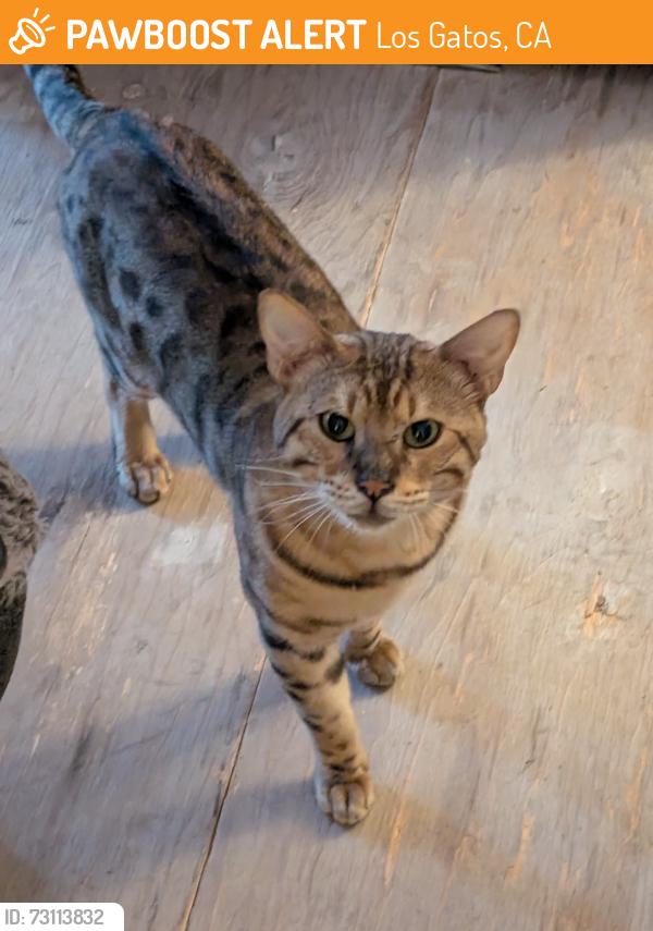 Found/Stray Male Cat last seen Oka Road and Lark Ave Los Gatos, CA, Los Gatos, CA 95032