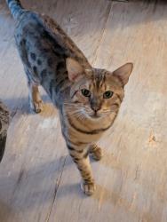 Found/Stray Male Cat last seen Oka Road and Lark Ave Los Gatos, CA, Los Gatos, CA 95032