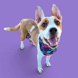 Shelter Stray Female Dog last seen Near BLOCK WILSON AVE, BAKERSFIELD CA 93308, 3951 Fruitvale Ave, Bakersfield, CA 93308, USA