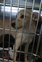 Shelter Stray Female Dog last seen , 1850 W 60th St, Los Angeles, CA 90047, USA