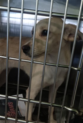 Shelter Stray Female Dog last seen , 1850 W 60th St, Los Angeles, CA 90047, USA