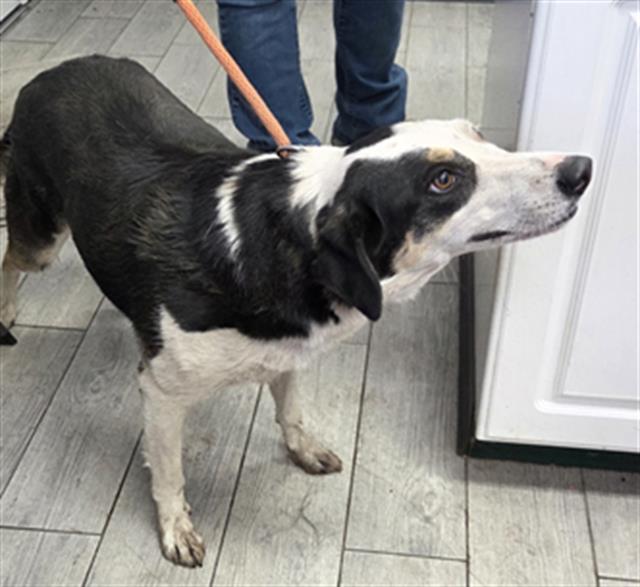 Shelter Stray Female Dog last seen OS - MOVING, 3951 Fruitvale Ave, Bakersfield, CA 93308, USA