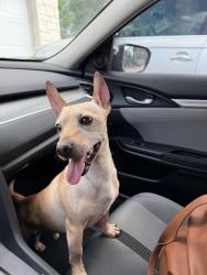 Reunited Male Dog last seen Venetian Pines neighborhood, Conroe, TX 77301