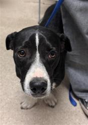 Shelter Stray Male Dog last seen PIONEER DR, BAKERSFIELD CA 93306, 3951 Fruitvale Ave, Bakersfield, CA 93308, USA