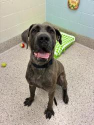 Shelter Stray Male Dog last seen Near BLOCK OF KNOX, 12155 Park Blvd, Brighton, CO 80601, USA