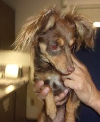 Shelter Stray Female Dog last seen , 14409 Vanowen St, Van Nuys, CA 91405, USA