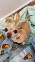 Reunited Female Dog last seen Commerce City, CO, USA, Commerce City, CO 80022