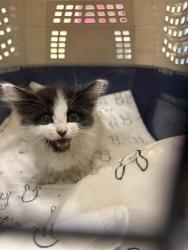 Shelter Stray Female Cat last seen Near BLOCK S CONSTITUTION BLVD, WEST VALLEY CITY UT 84119, 4522 W 3500 S, West Valley City, UT 84120, USA