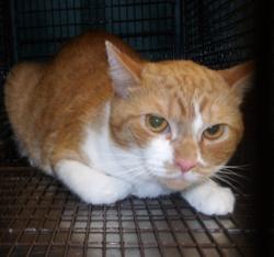 Shelter Stray Female Cat last seen , 11361 W Pico Blvd, Los Angeles, CA 90064, USA
