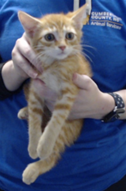 Shelter Stray Male Cat last seen Near EL RENAGER ST, FORT LIBERTY NC 28307, 4704 Corporation Dr, Fayetteville, NC 28306, USA