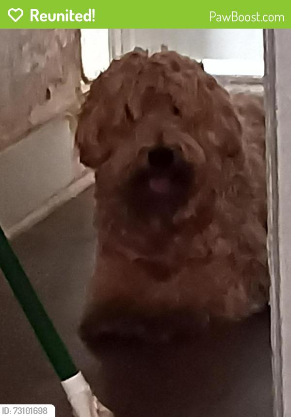 Reunited Female Dog last seen Community center, Tacoma, WA 98405