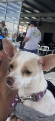 Lost Female Dog last seen Lyon and Arkansas, Laredo, TX 78043