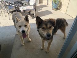 Found/Stray Female Dog last seen Near and Juan Tomas,NM, Tijeras, NM 87059