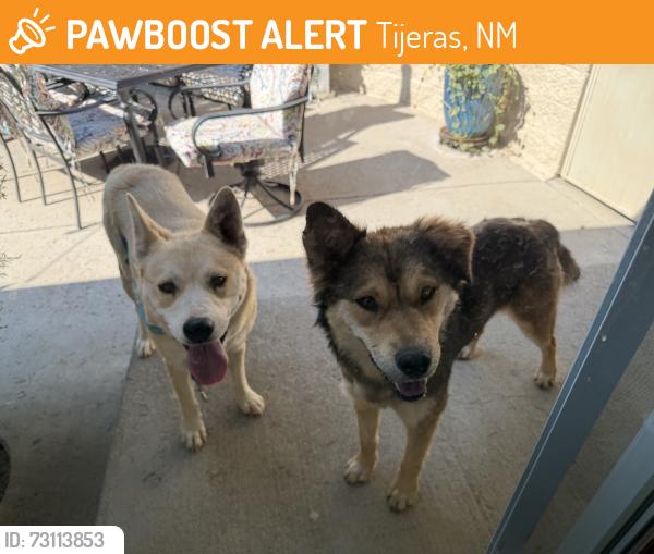 Found/Stray Female Dog last seen Near and Juan Tomas,NM, Tijeras, NM 87059