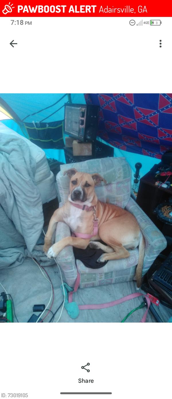Lost Female Dog last seen Cartersville and adairsville, Adairsville, GA 30103