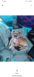 Lost Female Dog last seen Cartersville and adairsville, Adairsville, GA 30103