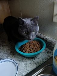 Reunited Male Cat last seen Robert Ave NW, Warren, OH 44485